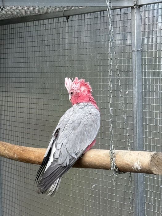 Cacatua Galah macho adulto
