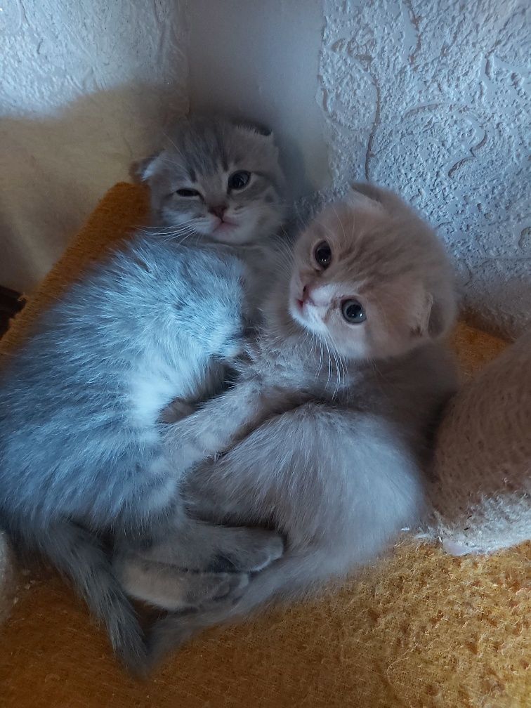 Британські кошенята