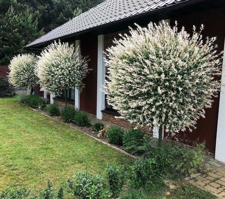 Верба на штамбі Хакуро Нішикі (Роздріб, Опт, Дропшипінг)/Ива на штамбе