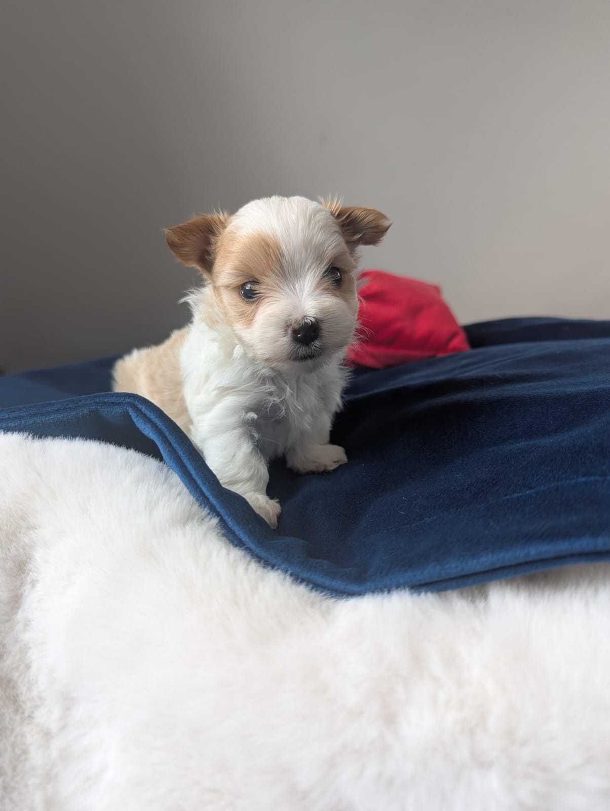 Piękny chłopiec Golddust Yorkshire Terrier po cudownych rodzicach