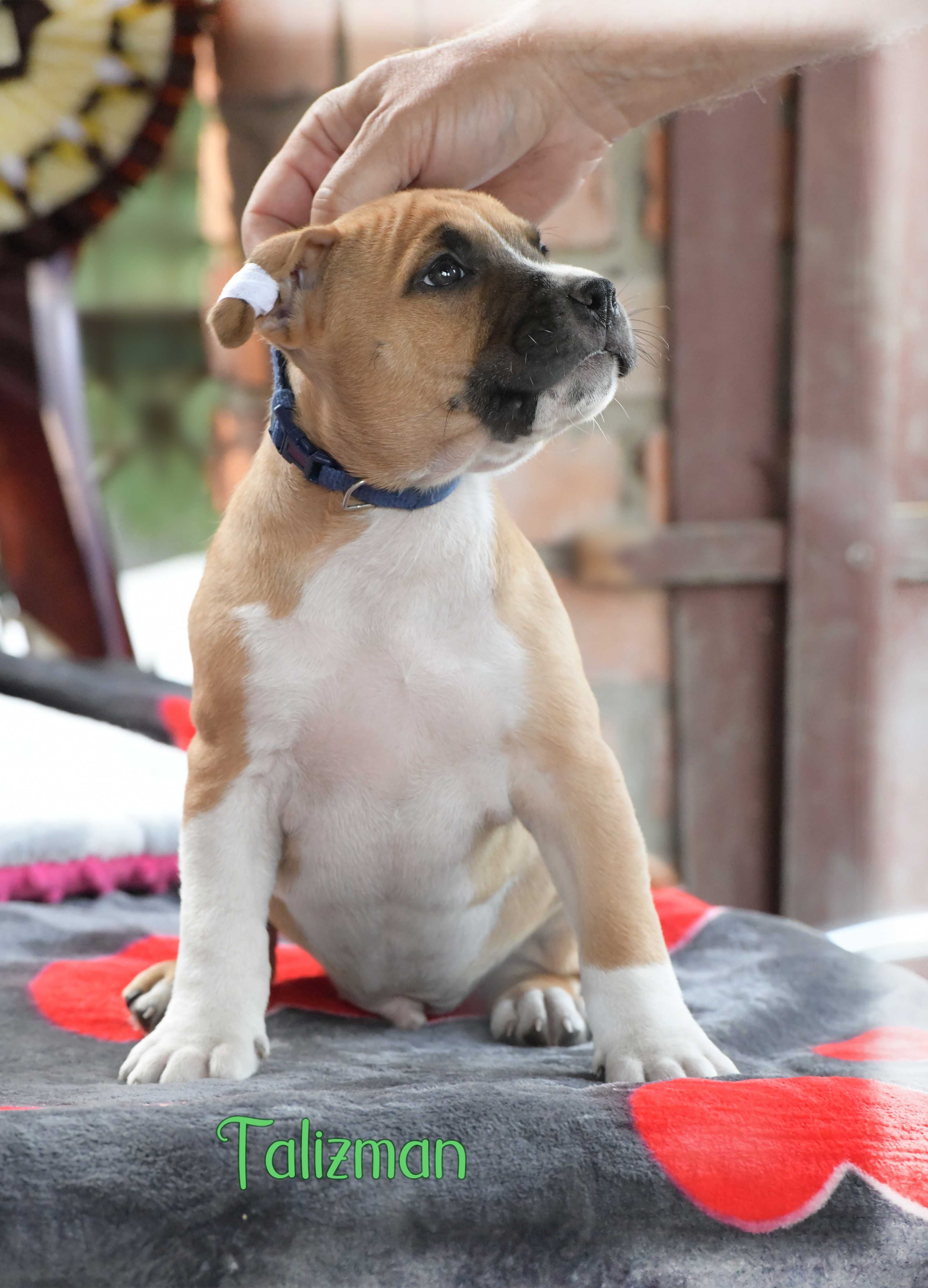 Amstaff chłopczyk doskonały rodowód i socjal