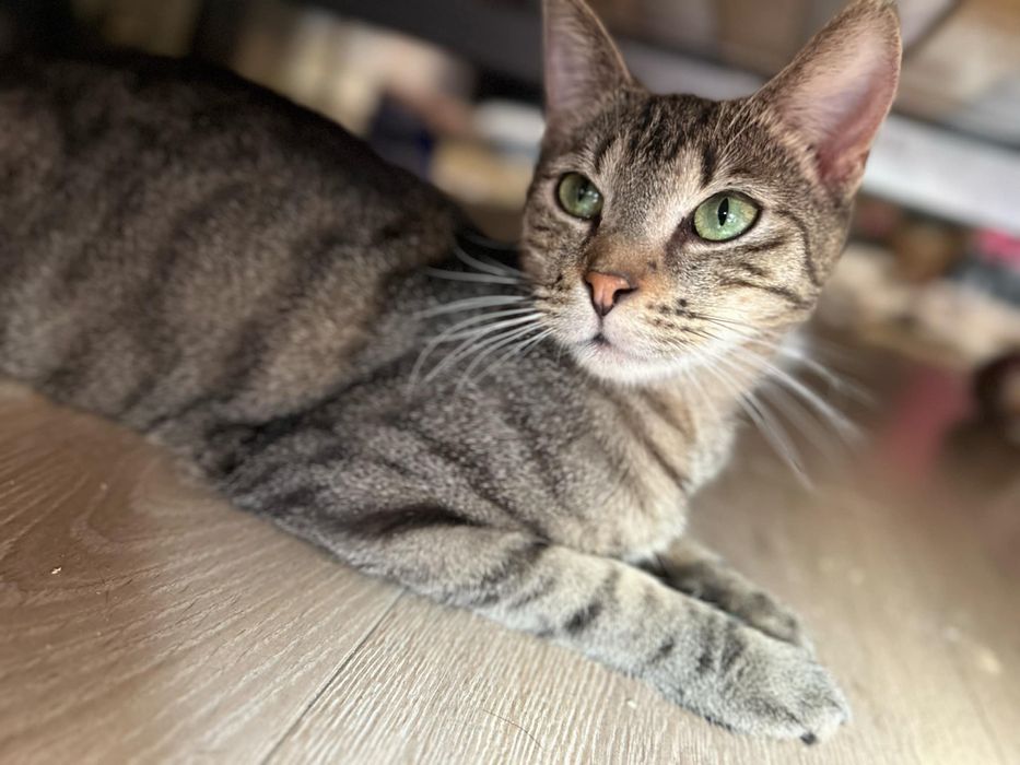 Lucek piękny bury kot poleca sie do adopcji