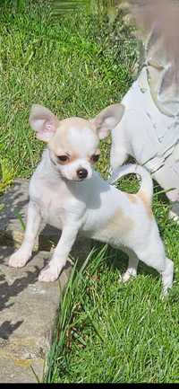 Chihuahua Suczka z Hodowli ZKwP/FCI