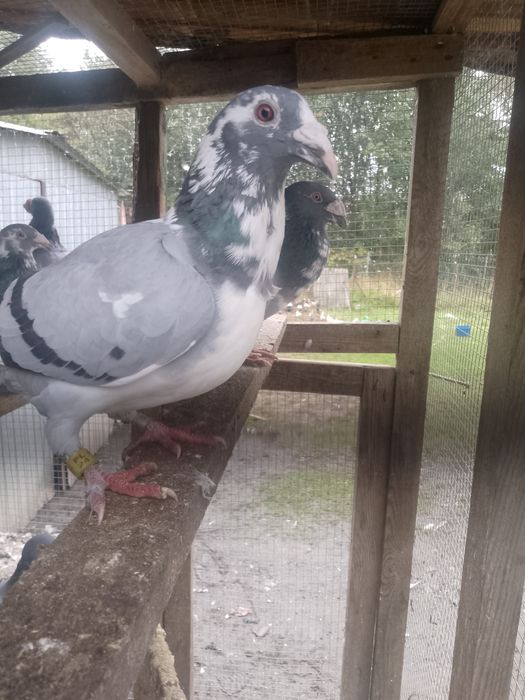 Gołębie staropolskie