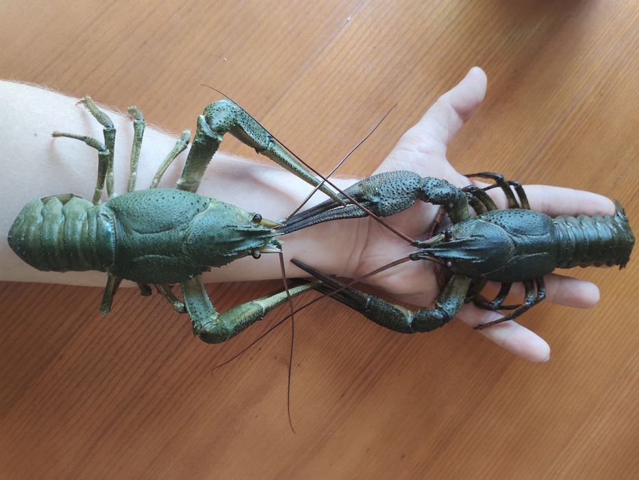 Раки в наявності та під замовлення