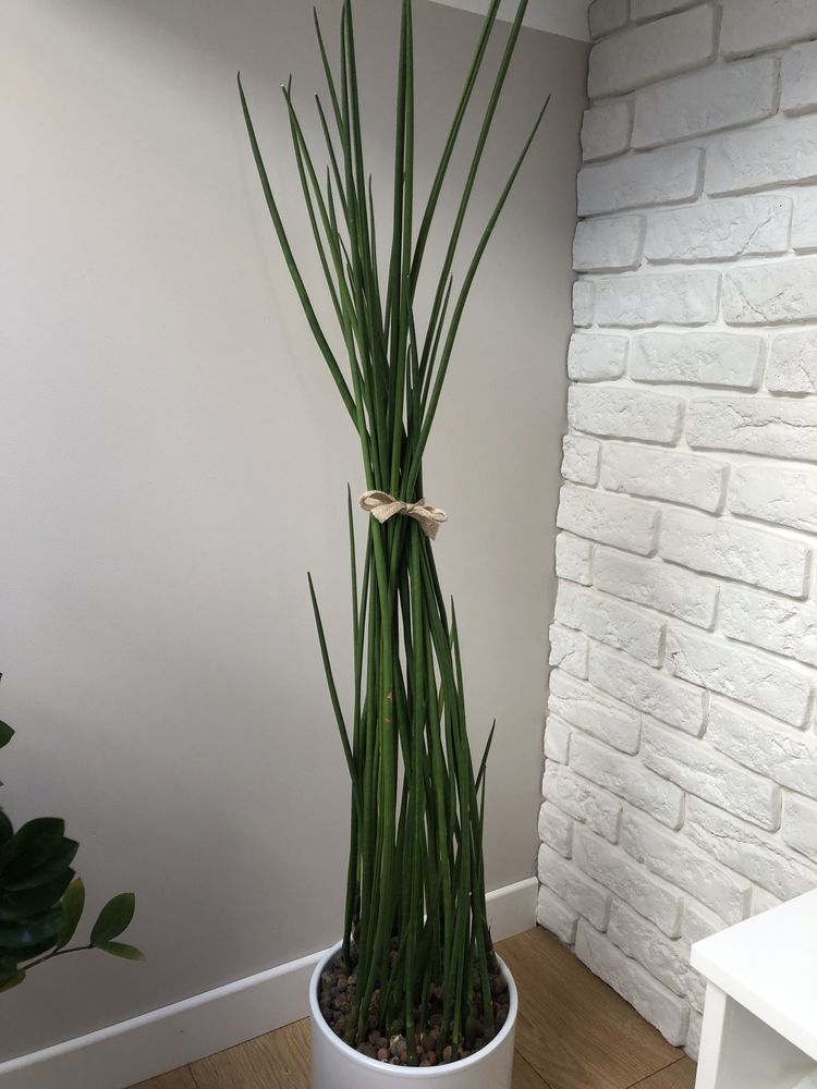 Kwiat Sansevieria