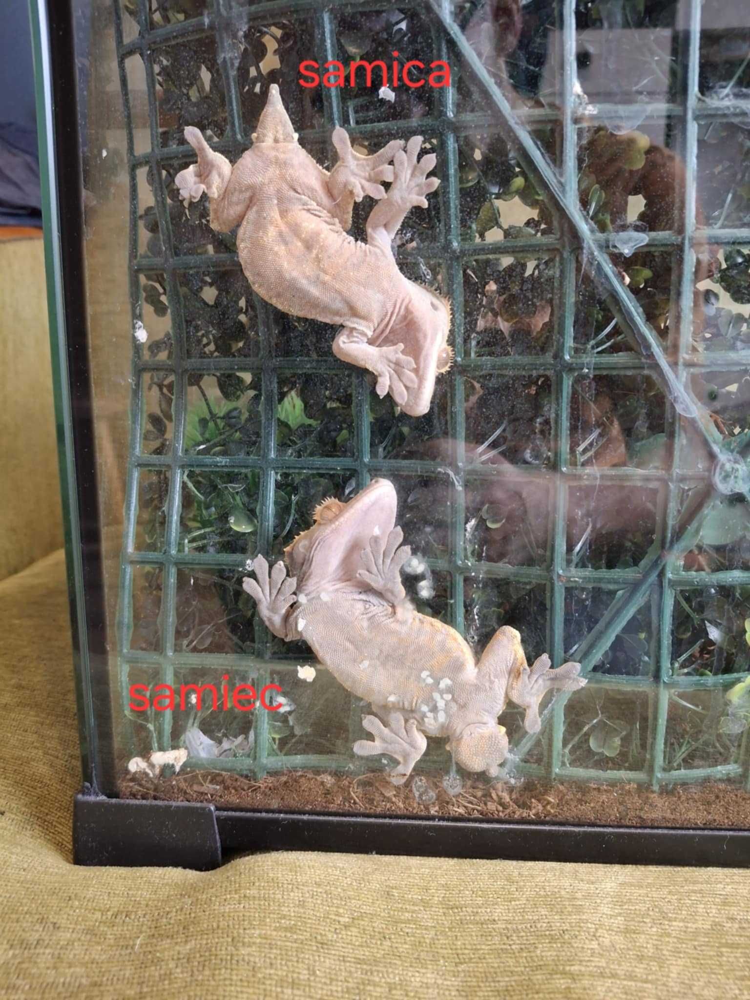 Gekony orzęsione+terrarium z wyposażeniem