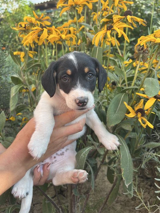 ~Метис Джек Рассела ( дівчинка )~