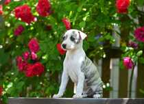 whippet chart angielski piesek hodowla FCI