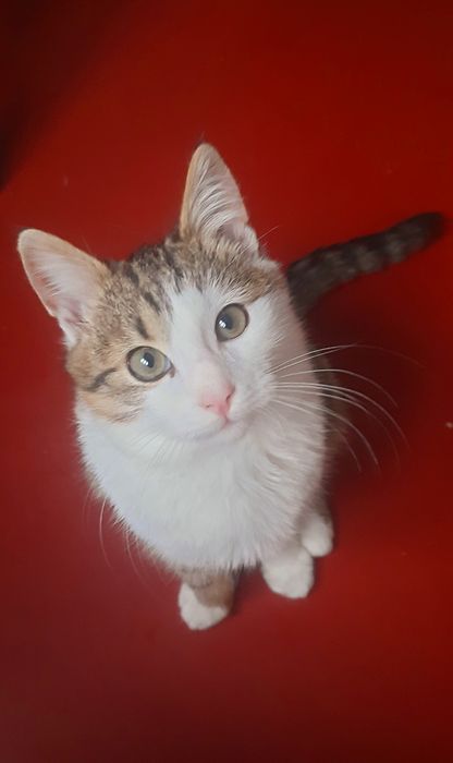 Віддам,подарую котика в добрі руки