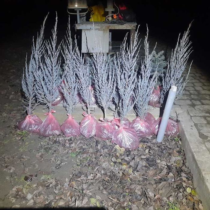 Саджанці ялівець Блю Ерроу, саженцы можжевельник Блю Ерроу, Blue Arrow