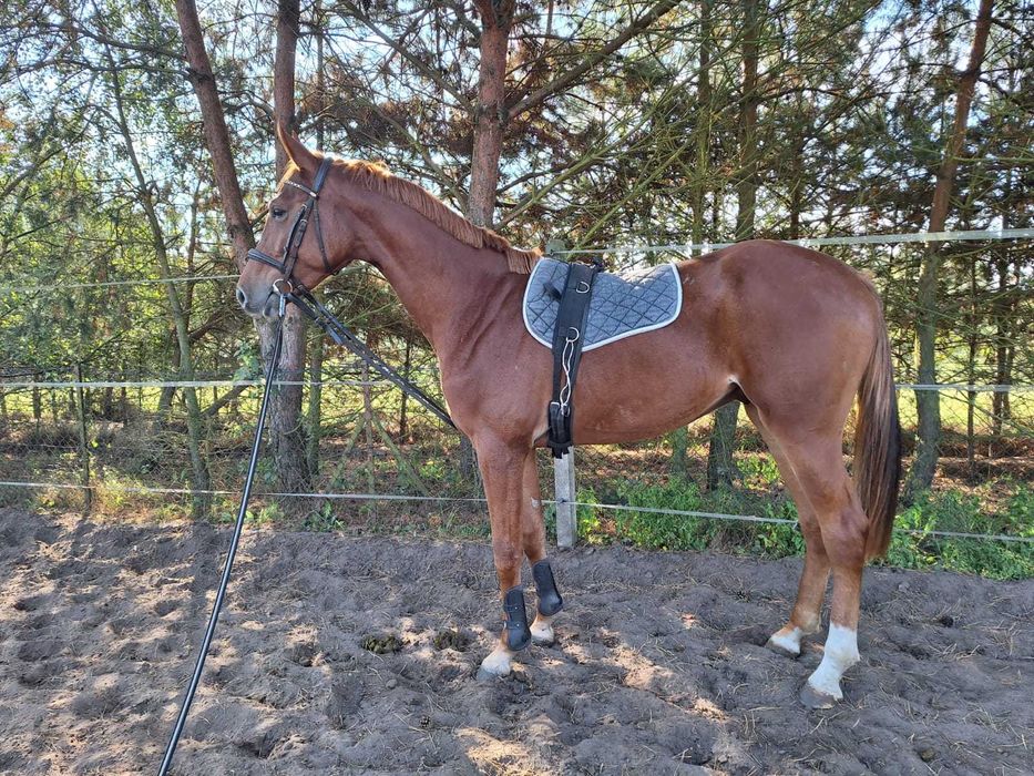 Wałach  po Ace RG Z (Arezzo x Zirocco Blue )