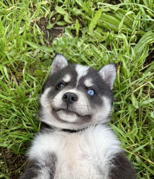 Husky siberiano clop