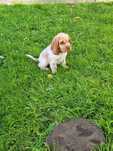 Cocker Spaniel Angielski Roan Orange piesek