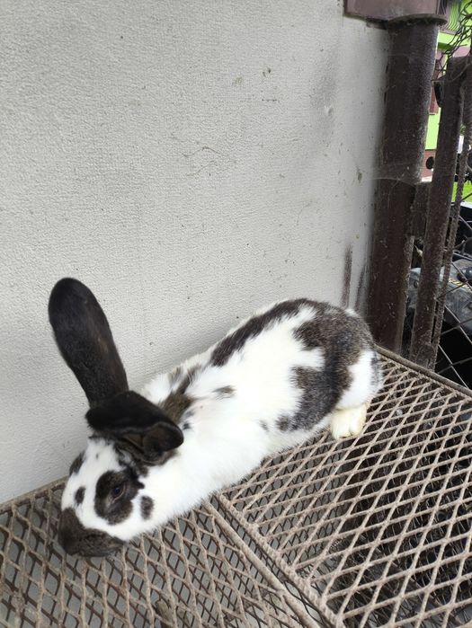 Sprzedam Samica Srokacza 5kg, 6 miesiecy,  Po Belgu,