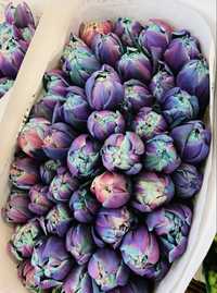 Чудовий асортимент сортових цибулин голландських тюльпанів
