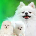 Szpic miniaturowy pomeranian