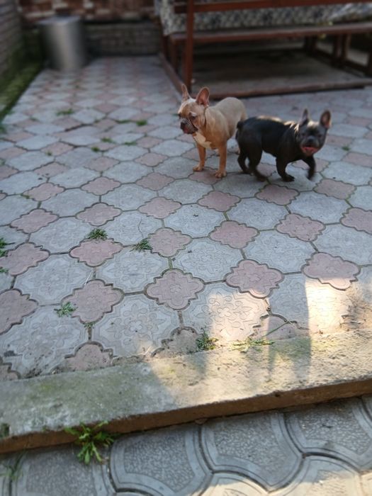 Две голубые девочки 12мес