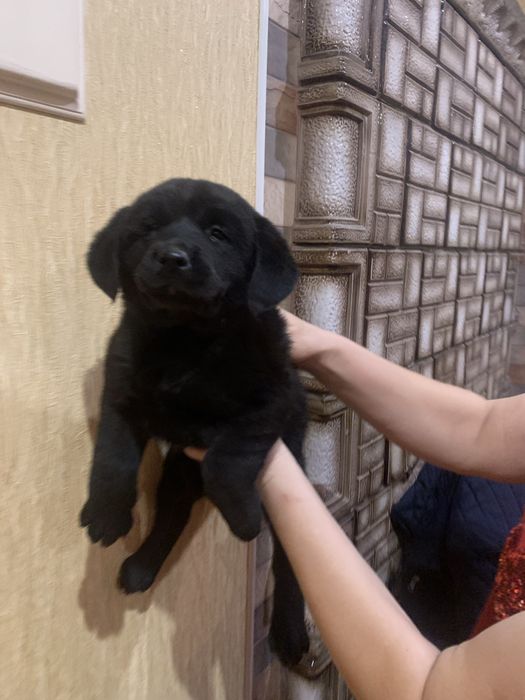 Продам цуценят Лабрадорів