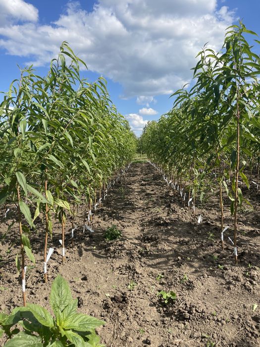 Окуліровка.Саджанці.Сажинці.Прививка.Під замовлення