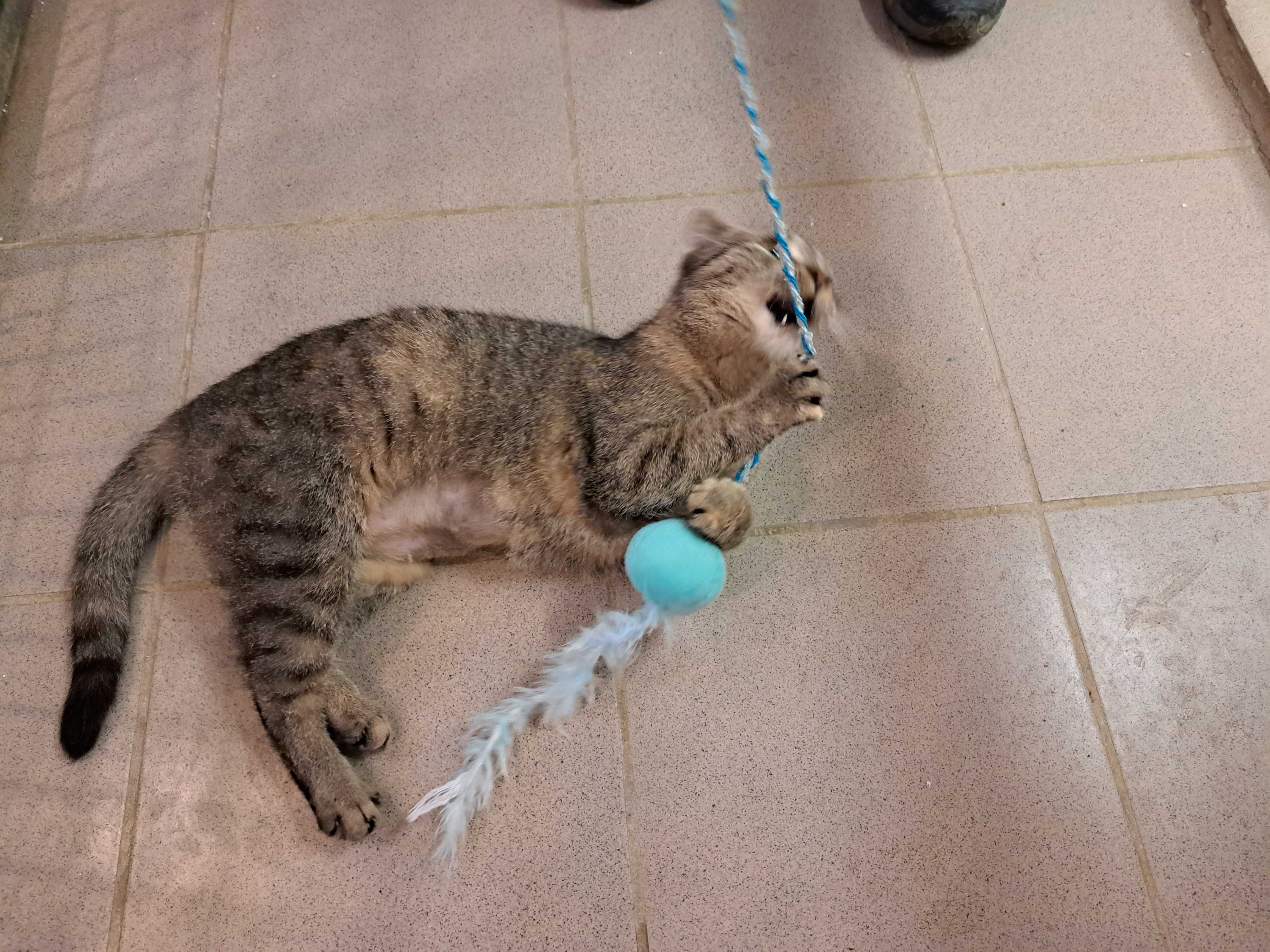 Zita i Zina-dwie cudne bure dziewczynki do adopcji