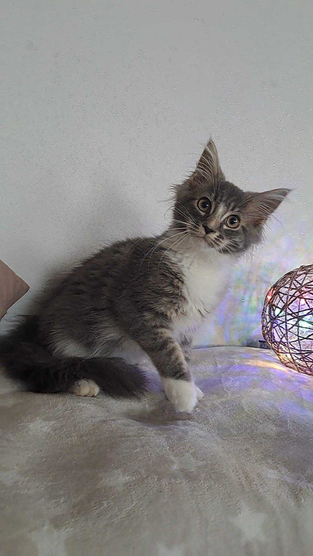 Kotka MaineCoon CIRI niebieska
