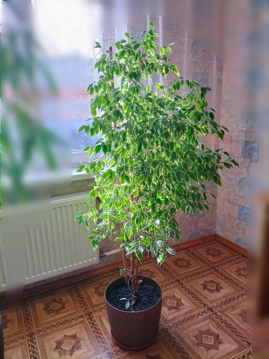 Фікус Бенджаміна із строкатим біло-зеленим листям.