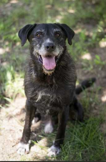 KŁĘBUSZEK znaleziony w lesie przywiązany do drzewa, szuka domku