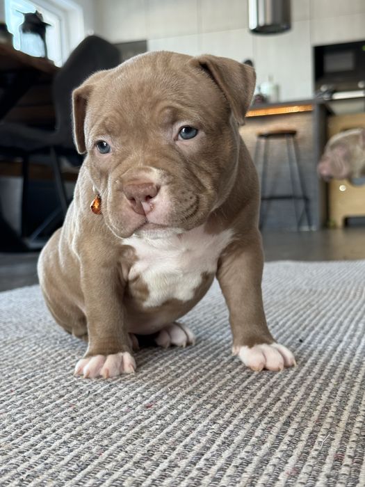 American bully pocket
