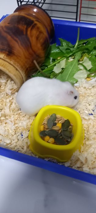 Джингарский хомячок,белоснежного окраса  10 месяцев