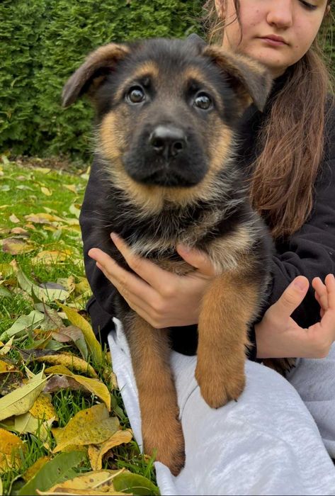 Szczeniak Owczarek Niemiecki Krótkowłosy Piesek FCI