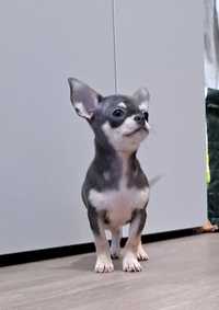 Chihuahua macho, linhagem russa, de pelo curto, com LOP