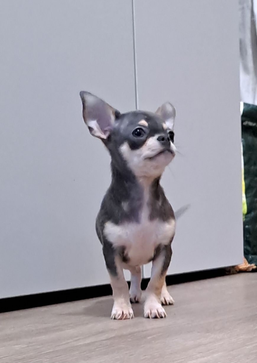 Chihuahua macho, com LOP, linhagem russa