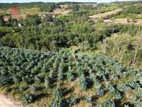 Terreno para agricultura