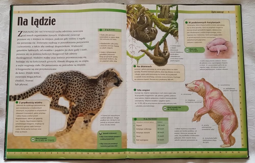 zestaw, encyklopedie, zwierząt, 2 szt, zwierzęta, życie, kręgowce
