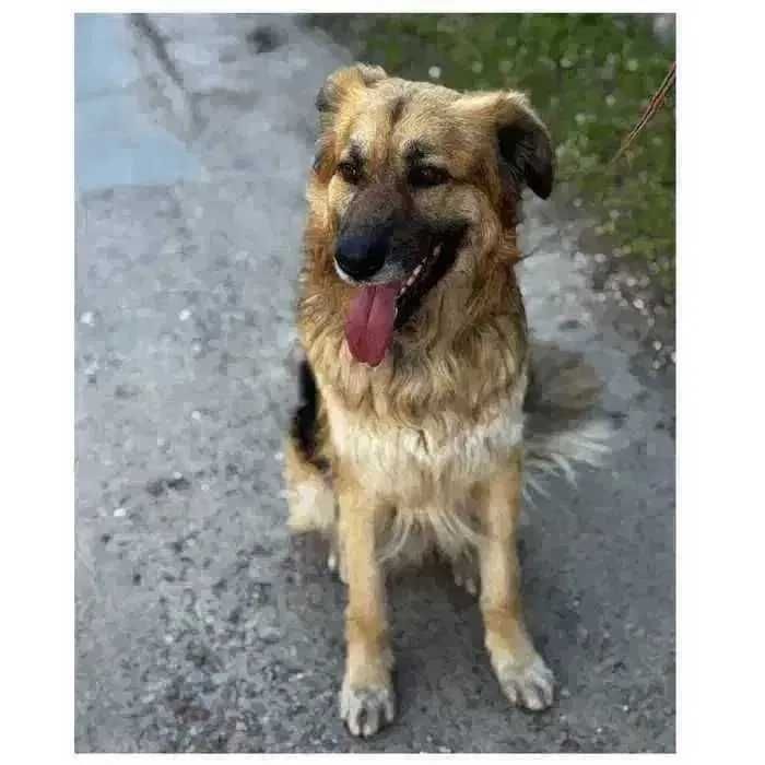 Пес ищет семью и дом