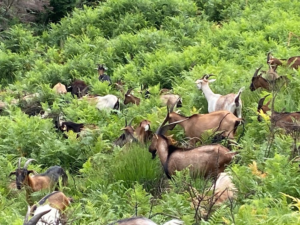 Rebanho de cabras para venda