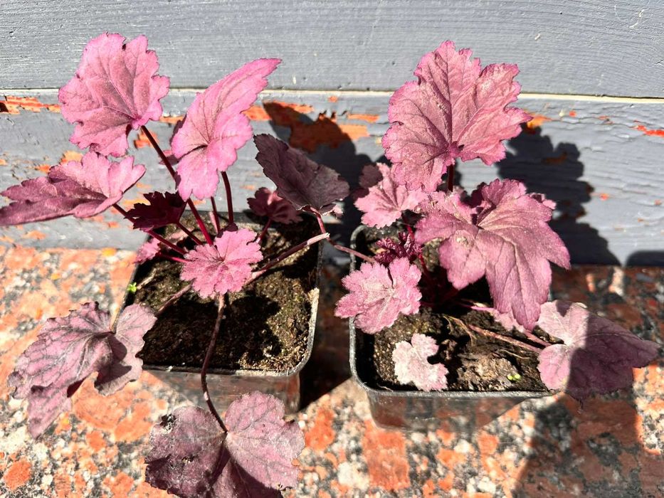 Гейхера Червона, фіолетова, жовта, срібляста