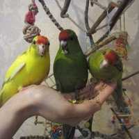 САМЫЕ РУЧНЫЕ попугаи Какарики