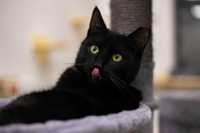 Adaś - czarny kot na szczęście
