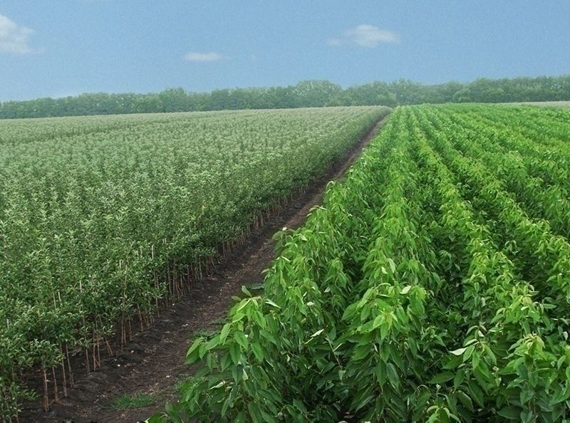 Саджанці плодових дерев / Саженцы плодовых деревьев / ОПТ та Роздріб