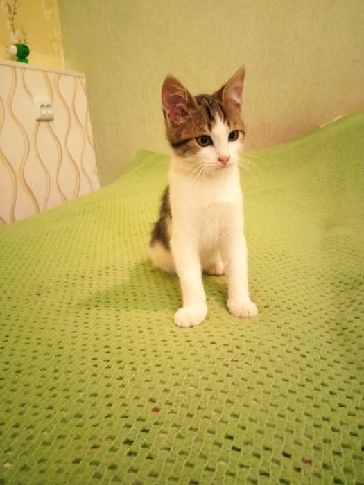 Кошеня, котик в добрі руки