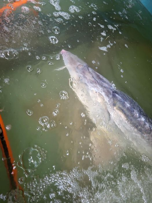 Jesiotr selekty 23 i 28 kg