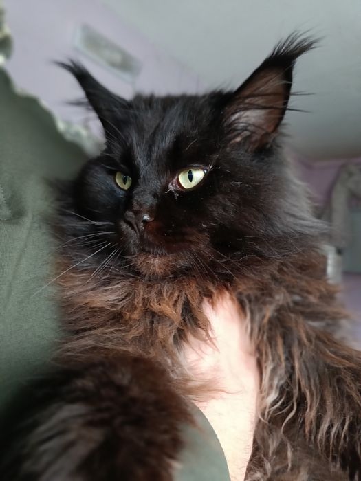 Мэйн-кун     в'язка