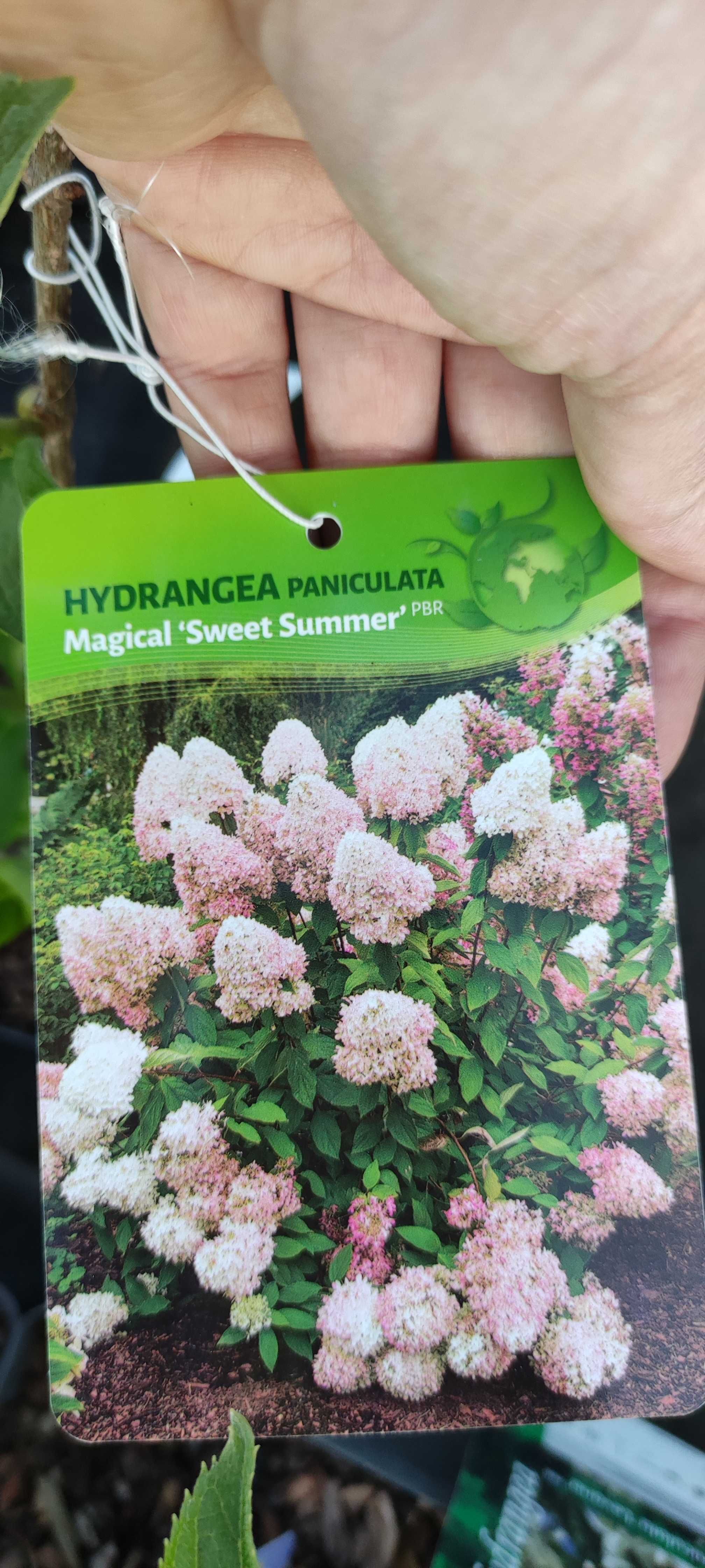 Hortensja bukietowa Hydrangea paniculata różne odmiany