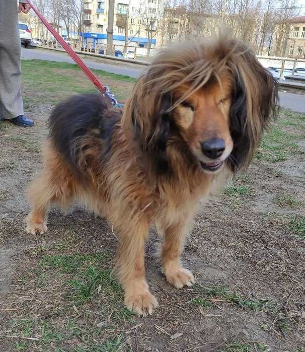 Особенный пёсик Бахмут-великолепный красавец. Собака СУПЕР!