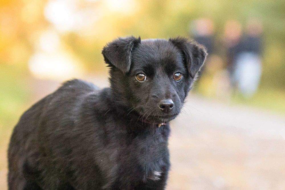 Maybe: psia dziecinka marznie w schronisku