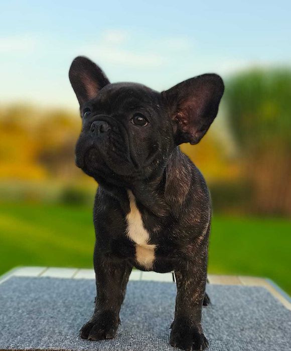 Buldog francuski
