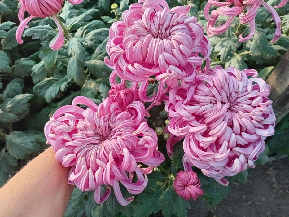 Продам маточник хризантем