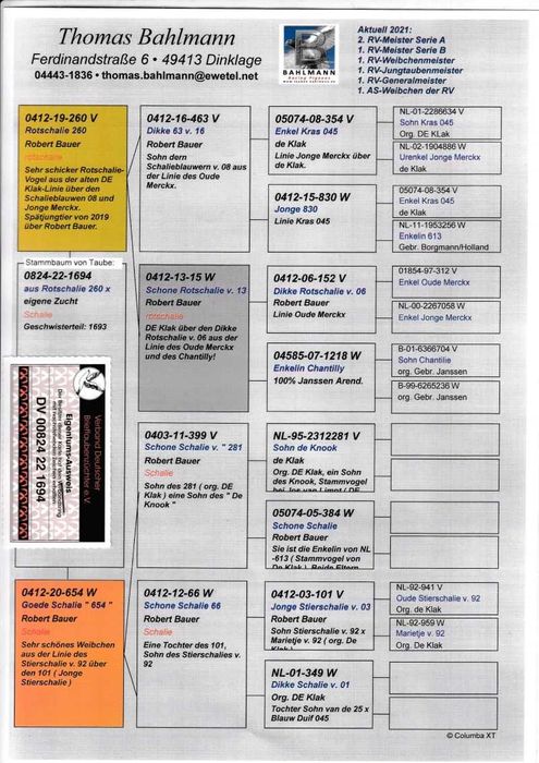 Gołębie pocztowe Gołąb Samice 2025  Janssen  -Flits/Merxckx rodowodem